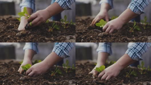 双手紧闭的园丁农民种植菊苣沙拉幼苗在一个家庭花园提高花园床高清在线视频素材下载