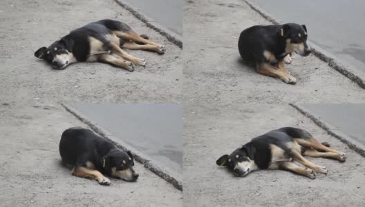 那条狗躺在街上的路上休息高清在线视频素材下载