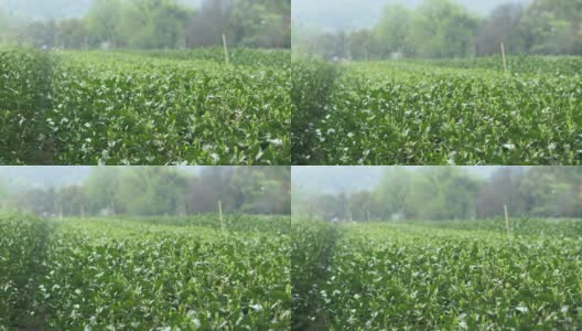 中国的茶叶种植园高清在线视频素材下载