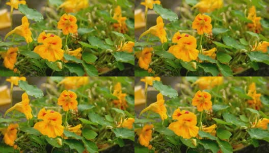 美丽的黄色旱金莲花在雨天的特写高清在线视频素材下载