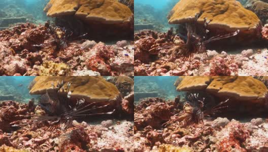 狮子鱼独自游过五彩斑斓的礁石高清在线视频素材下载