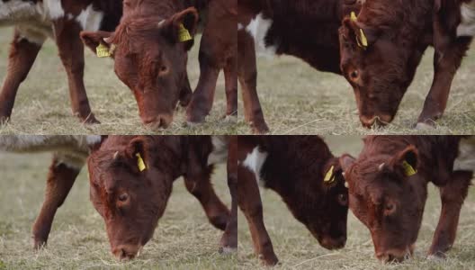 可爱的小牛在田里吃干草高清在线视频素材下载