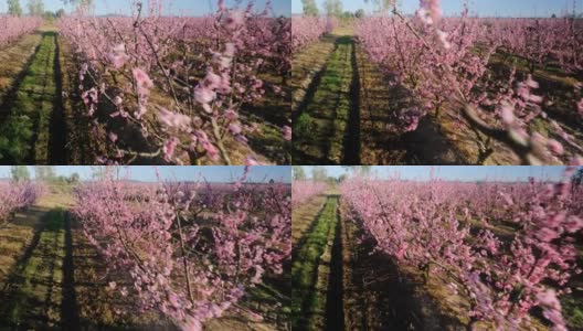 桃树在春天开花高清在线视频素材下载