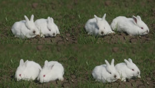 草丛里的两只白兔高清在线视频素材下载