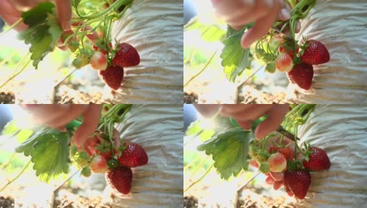 园丁在花园里摘草莓。农民在收获季节提供新鲜的有机水果。高清在线视频素材下载
