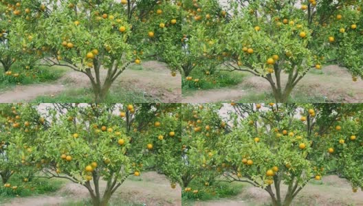 在橘子种植园里，橙枝上长满了绿叶。成熟和新鲜的橘子挂在枝头，橘子园。高清在线视频素材下载