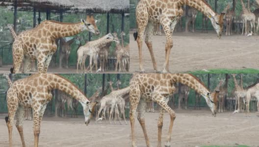 世界动物，长颈鹿高清在线视频素材下载