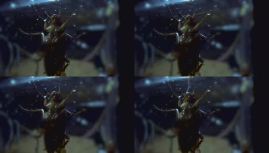 蟑螂隔离是躲在暗处，避光的效果高清在线视频素材下载