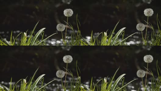 泉水背景河边高清在线视频素材下载