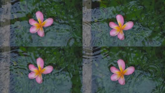 热带花鸡蛋花躺在雨中的水里高清在线视频素材下载