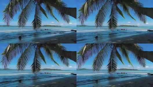 田园诗般的加勒比白色处女海滩，水上有棕榈树高清在线视频素材下载