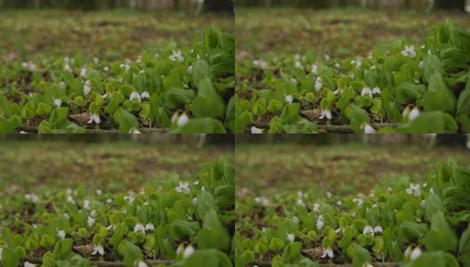 森林里的野花随风摇摆高清在线视频素材下载