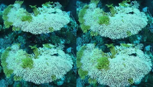印度尼西亚Wakatobi国家公园的死亡桌珊瑚白化。高清在线视频素材下载