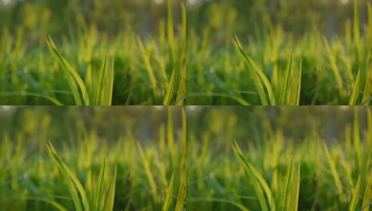 绿草如茵的小草透过树叶映照出春天美丽的背景。高清视频素材1920x1080高清在线视频素材下载