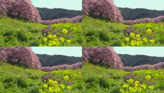 下嘉摩河边盛开的川崎樱花树和油菜花高清在线视频素材下载