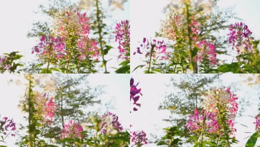 低角度全景盛开的蜘蛛花或Cleome spinosa在一个阳光明媚的日子高清在线视频素材下载