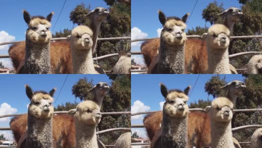 秘鲁的羊驼群高清在线视频素材下载