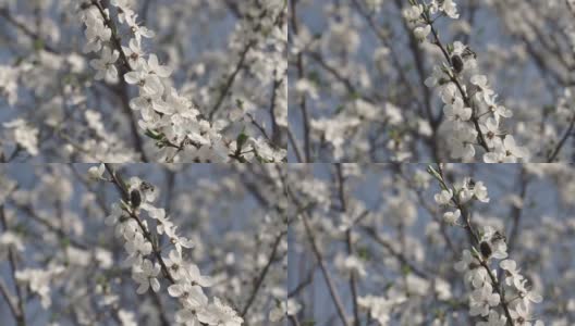 冬去春来梅花初绽，素雅洁白的梅花绽放高清在线视频素材下载