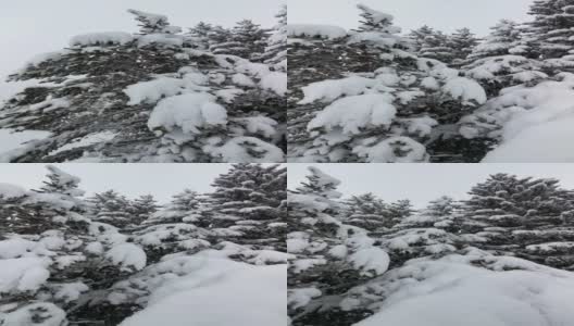 冬天的风景。山上的松树被厚厚的白雪覆盖的特写镜头。下雪。观点，环顾四周。高清在线视频素材下载