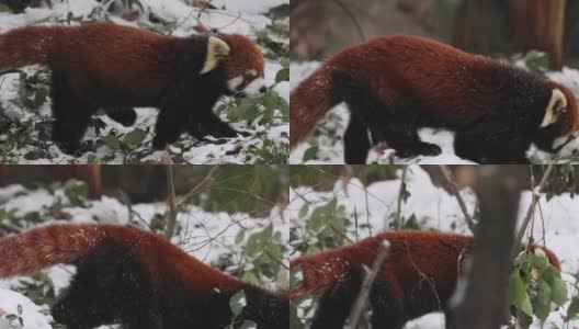 跟随小熊猫(Ailurus fulgens)在冬天的雪地里散步。高清在线视频素材下载