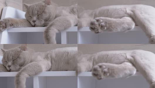 一只灰色家猫在书架上睡觉的有力爪子。4K高清在线视频素材下载