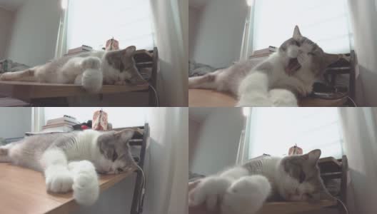 这是一段有趣的视频，记录了躺在家里办公桌上昏昏欲睡、懒惰的苏格兰折褶猫的运动高清在线视频素材下载