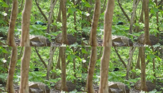 印度古吉拉特邦朱纳加德的绿色雨林中的孔雀高清在线视频素材下载