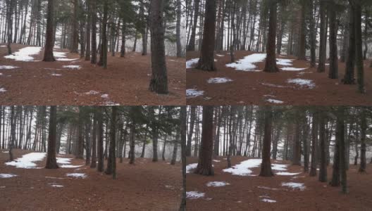 冬季针叶林阴天。高清在线视频素材下载