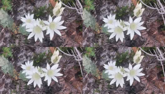 法兰绒花-向日葵放线菌高清在线视频素材下载
