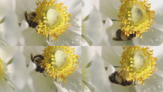 白色银莲花花的特写背景。阳光明媚的一天，蜜蜂正在从白花上吮吸花蜜。高清在线视频素材下载