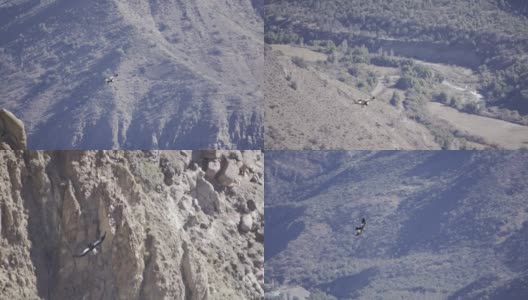 在安第斯山脉翱翔的秃鹰高清在线视频素材下载