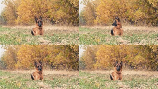 在森林附近的干草中休息的纯种德国牧羊犬。秋天的心情与家养动物在户外玩耍和盯着相机高清在线视频素材下载
