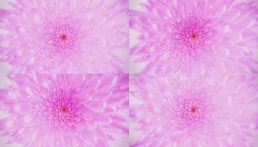 抽象的Lotus背景,高清在线视频素材下载