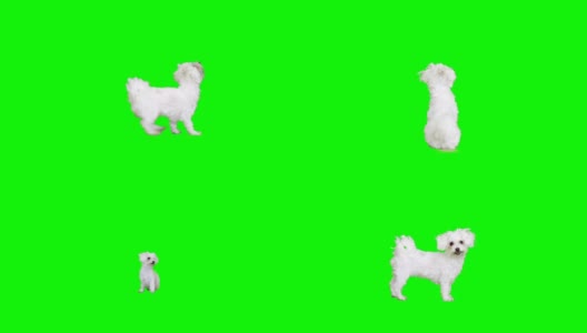 一只白狗的手势高清在线视频素材下载