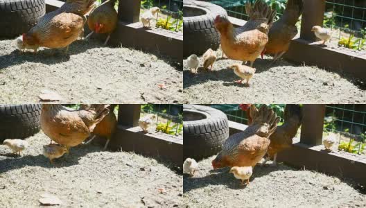 小鸡带着小鸡散步高清在线视频素材下载