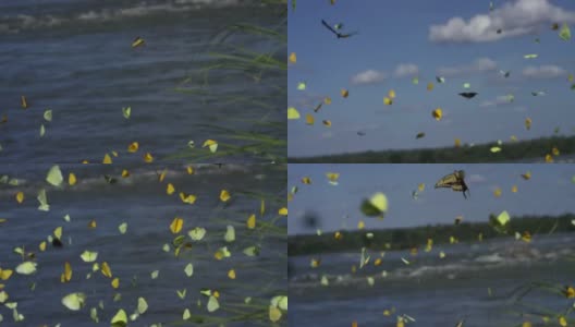 一大群蝴蝶在飞舞高清在线视频素材下载