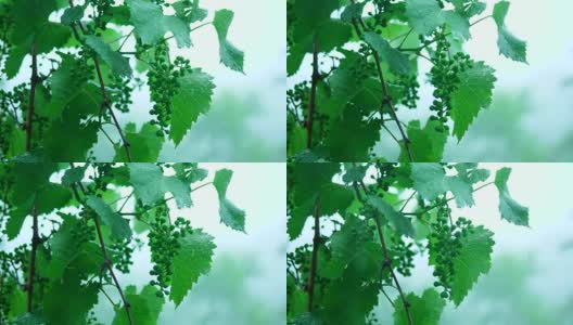 森林里的夏雨。水滴从葡萄藤的绿叶上滴落下来。4 k高清在线视频素材下载