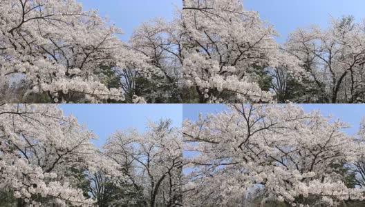 樱花的花,将日本秋田犬高清在线视频素材下载