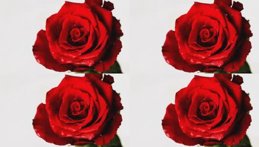 慢镜头:白色背景上的红玫瑰高清在线视频素材下载