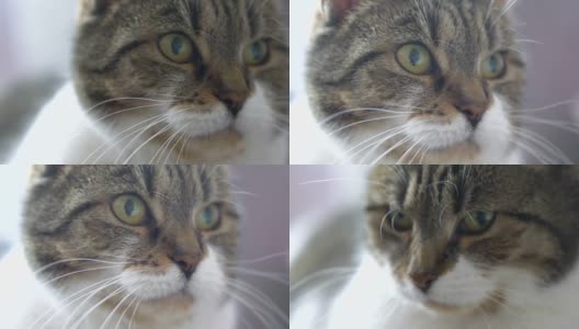 猫咪看着摄像机的慢动作是4k高清在线视频素材下载