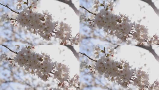东京的樱花高清在线视频素材下载