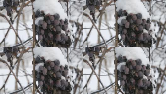 葡萄园里，过熟的蓝葡萄被雪覆盖着。晚收高清在线视频素材下载