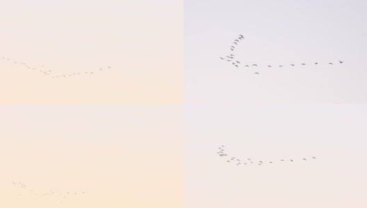 候鸟楔。飞行的鸟类。一群鸟在天空中飞翔。迁徙的大鸟会形成队形。迁徙，重新安置大自然。秋天的季节高清在线视频素材下载
