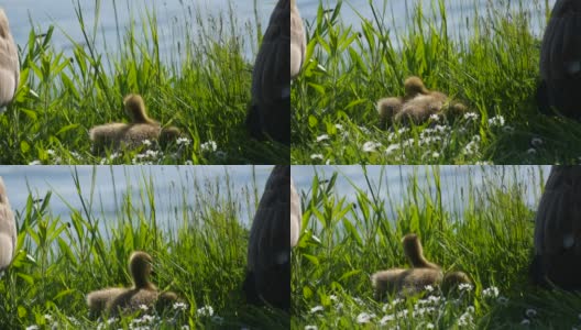 有趣的黄色小鹅坐在绿色的草地上四处张望，想要睡觉。自然界中的加拿大鹅高清在线视频素材下载