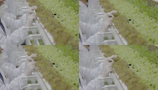 身穿制服的亚洲科学家团队正在测试水培蔬菜的质量达到良好标准。分析蔬菜生长的研究。食品科学技术。大型食品行业高清在线视频素材下载