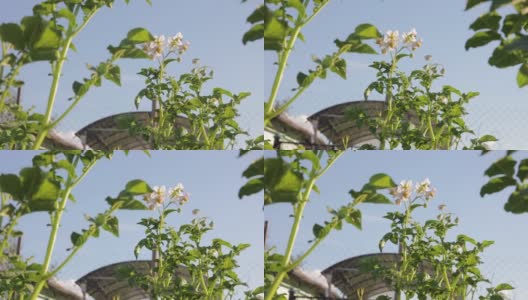 农业中的滴灌。有机种植天然蔬菜产品马铃薯。蔬菜生长。花园的滴灌管上有从阀门上滴下的水滴。浇花园。高清在线视频素材下载