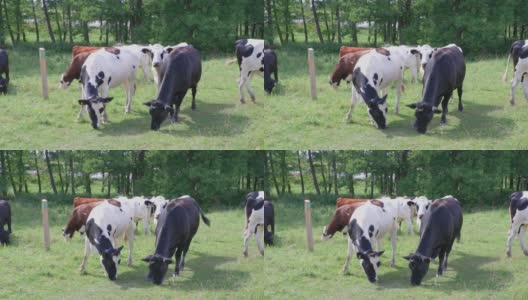 美丽的夏日，牛群在田野里的美丽景色。动物的概念。瑞典。高清在线视频素材下载