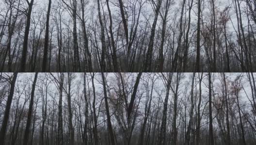 在雾蒙蒙的森林里安静的独处高清在线视频素材下载