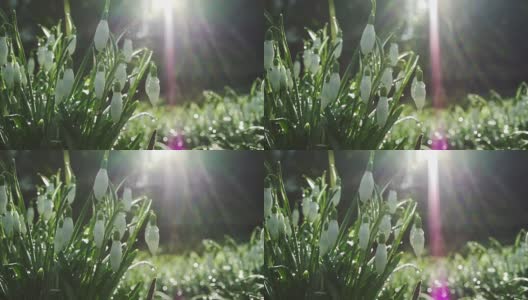 温暖阳光下的春雪花莲高清在线视频素材下载