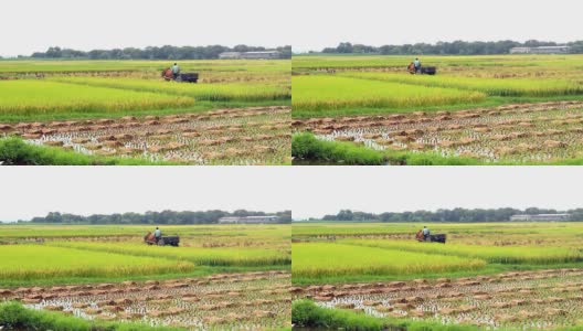 农民在稻田里工作高清在线视频素材下载